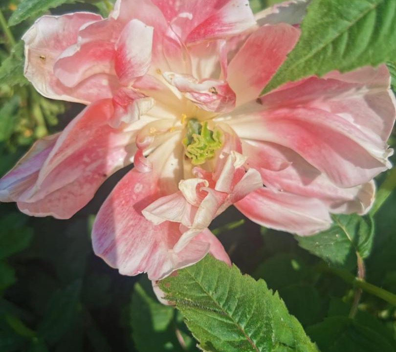 Photo of Outdoor in Lydd