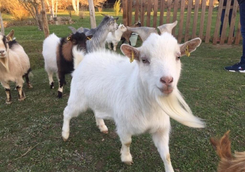 Photo of Others in Ardentes