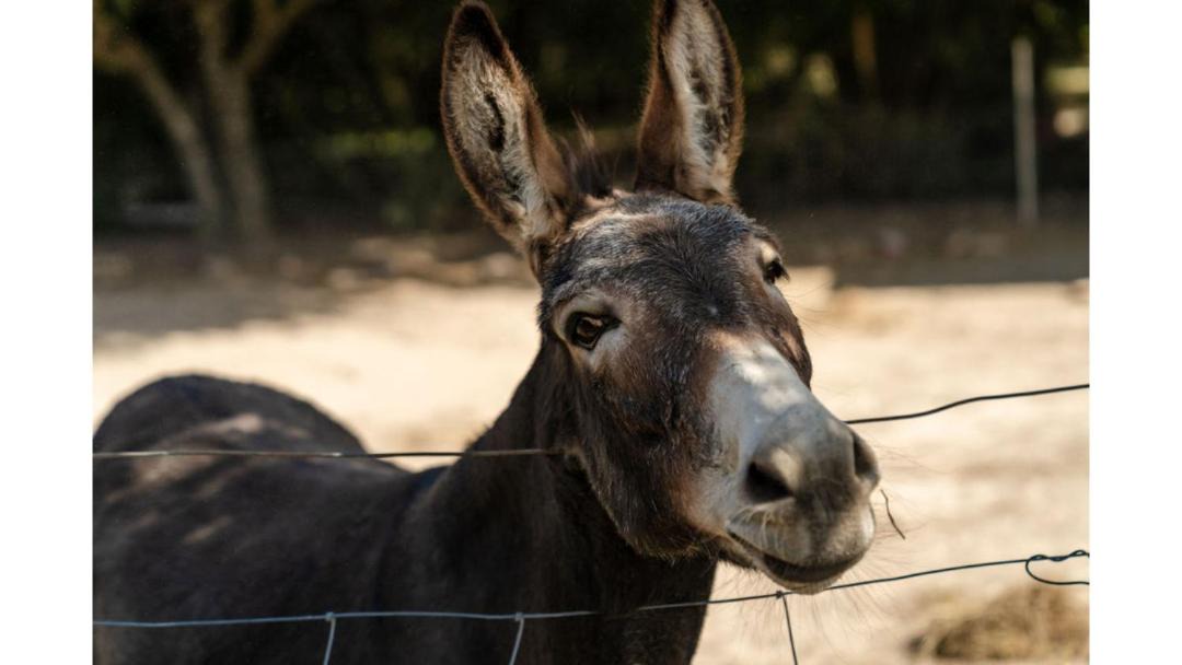 Photo of Others in Gobur