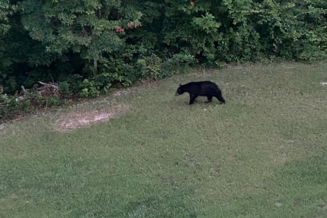 Photo of Others in Townsend