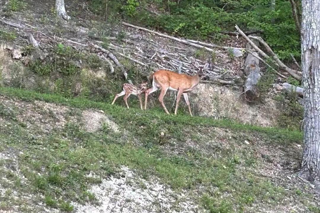 Photo of Outdoor in Townsend