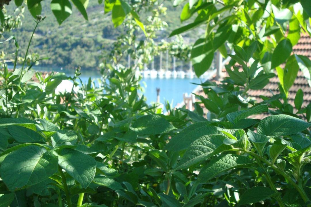 Photo of Others in Zaton