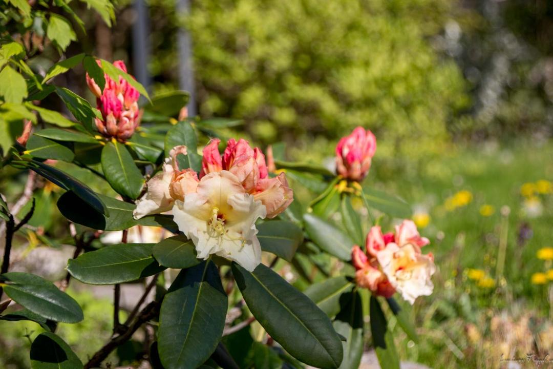 Photo of Others in Saint Germain les Arpajon