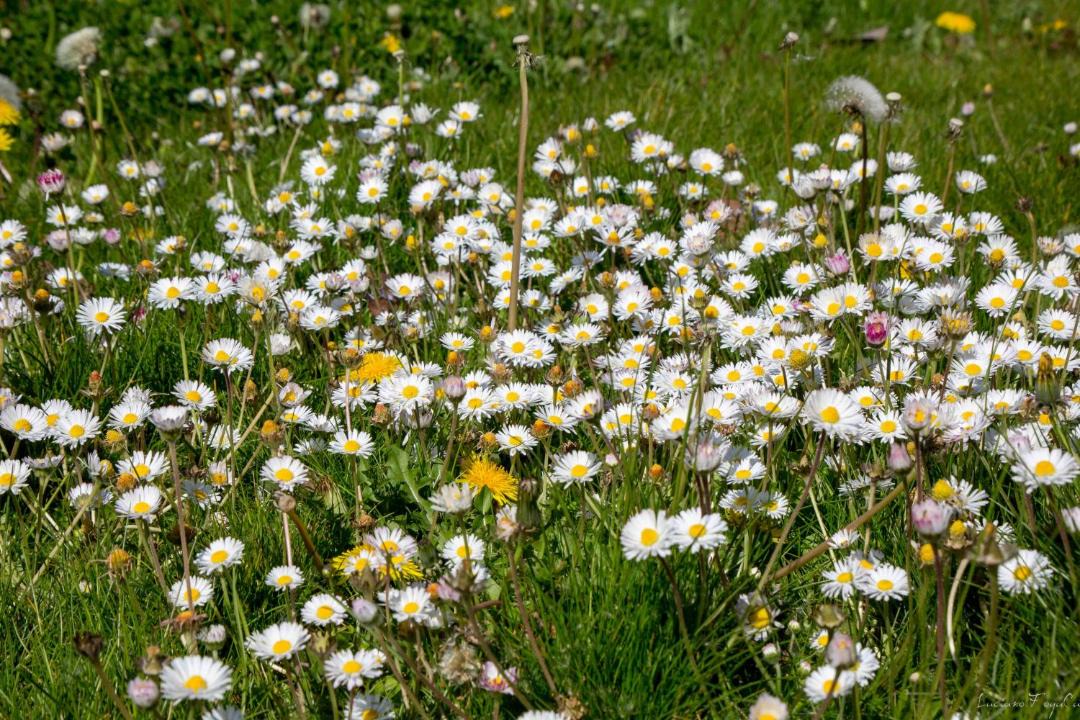 Photo of Outdoor in Saint Germain les Arpajon