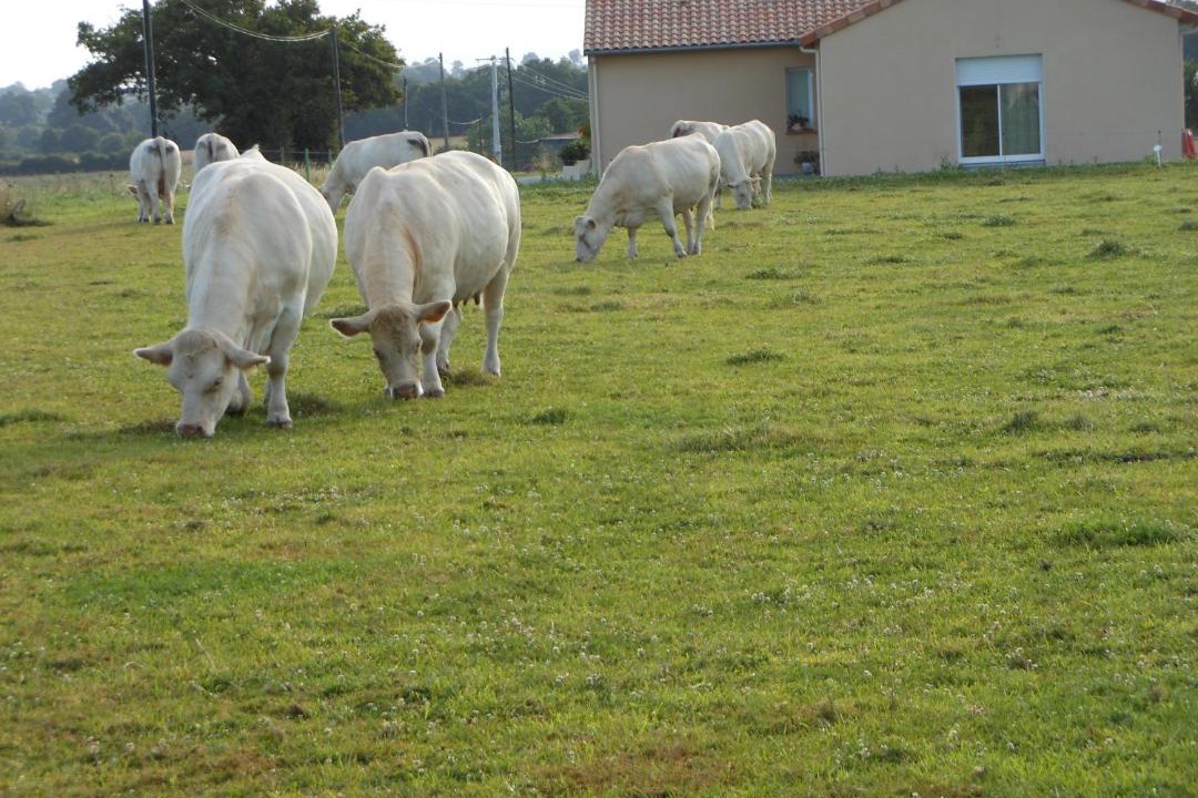 Photo of Others in Neuvy-en-Mauges