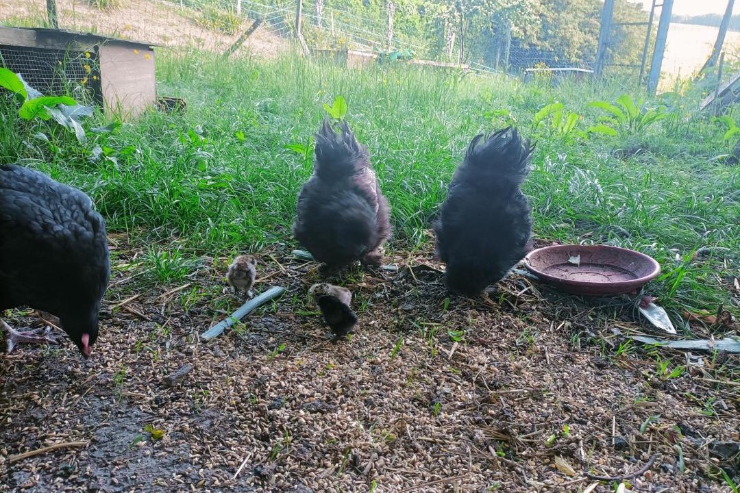 Photo of Others in Tabanac