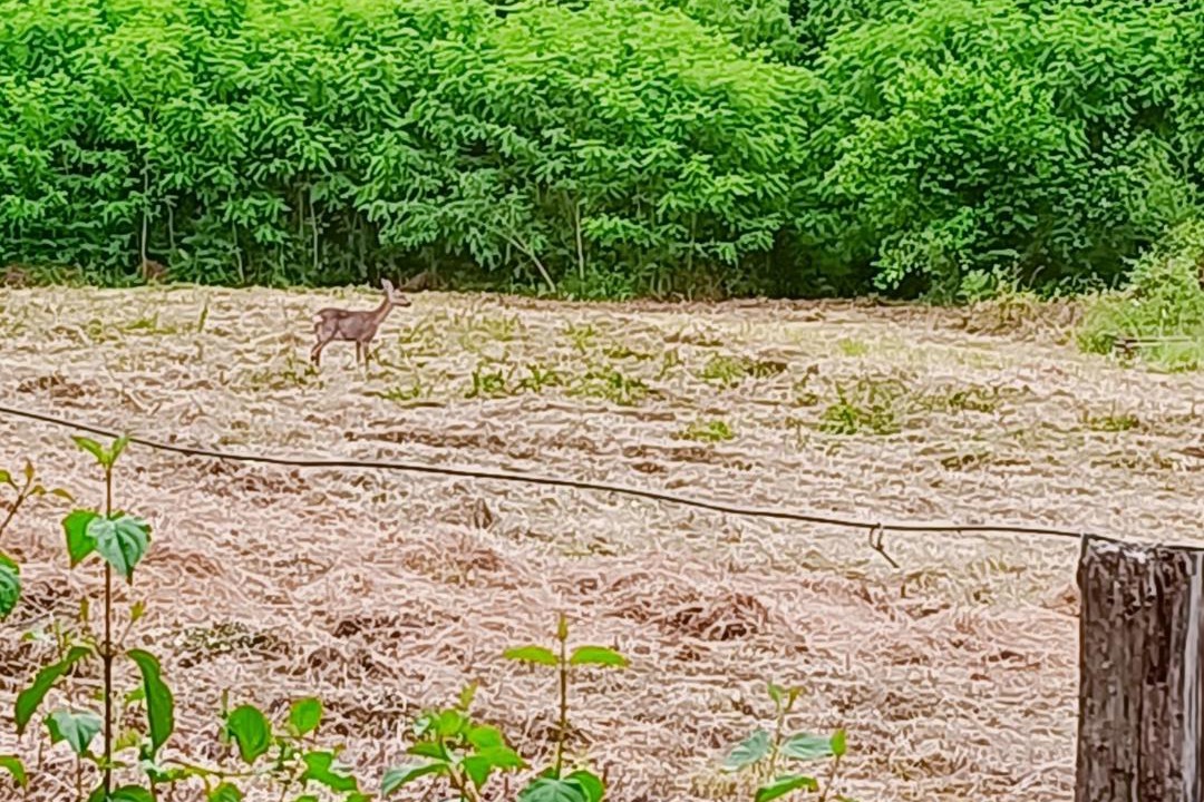 Photo of Others in Tabanac