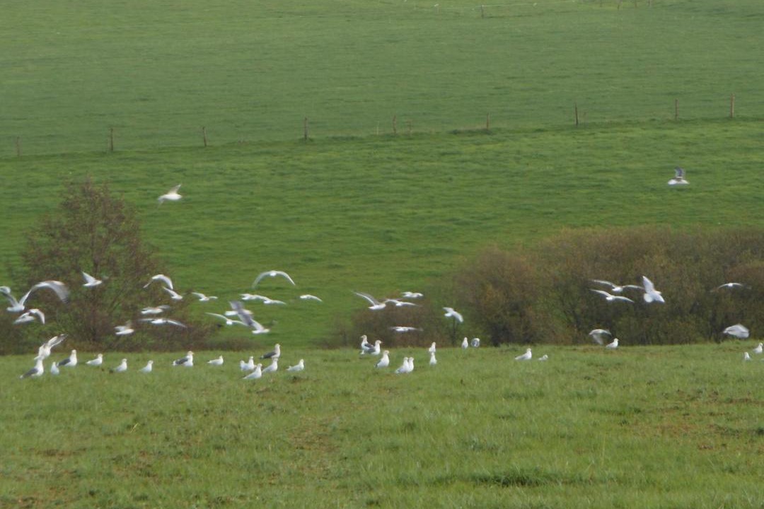 Photo of Others in Neuvy-en-Mauges