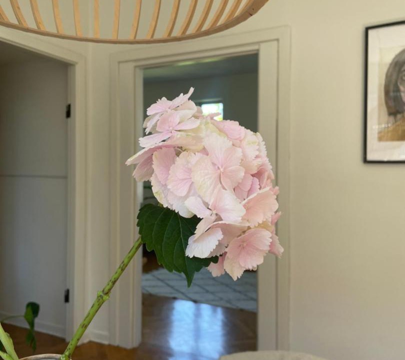 Photo of Others in Odense