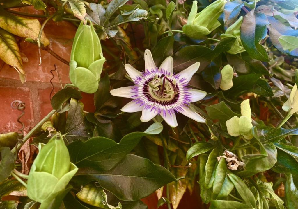 Photo of Others in Glastonbury