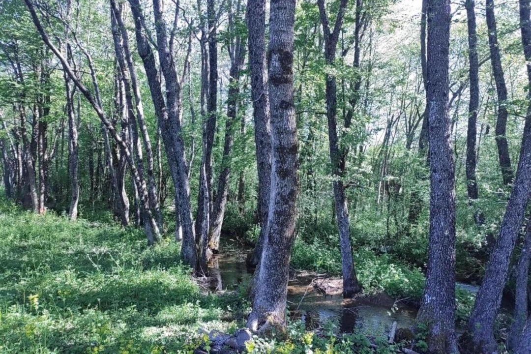 Photo of Others in Lovinac