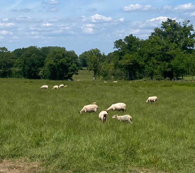 Photo of Others in Bussiere-Poitevine