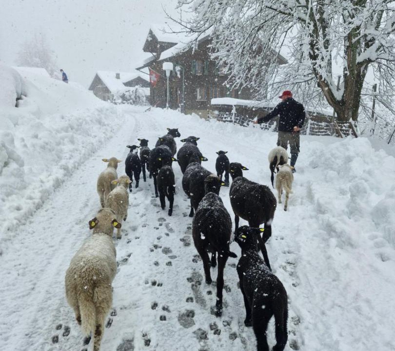 Photo of Others in Wengen
