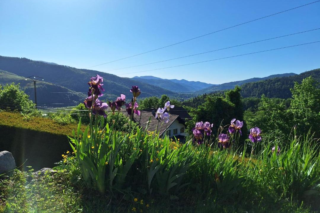 Photo of Others in Fellering