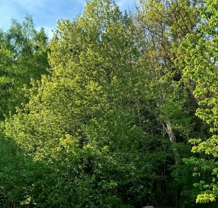 Photo of Outdoor in Aydat