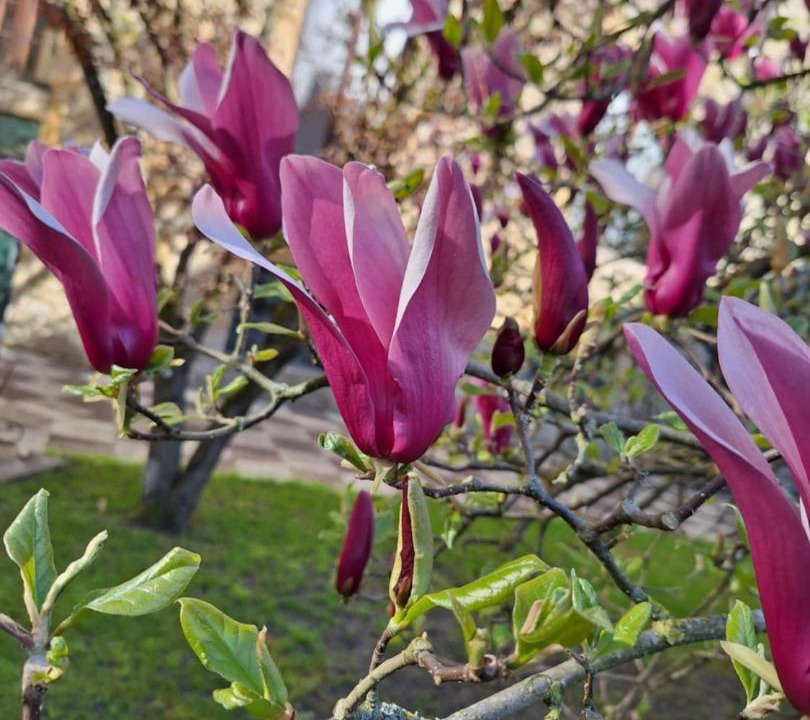 Photo of Outdoor in Sedan