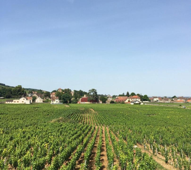 Photo of Others in Gevrey-Chambertin