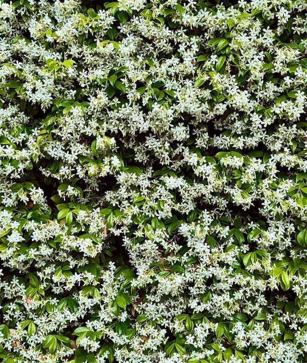 Photo of Others in Gordes