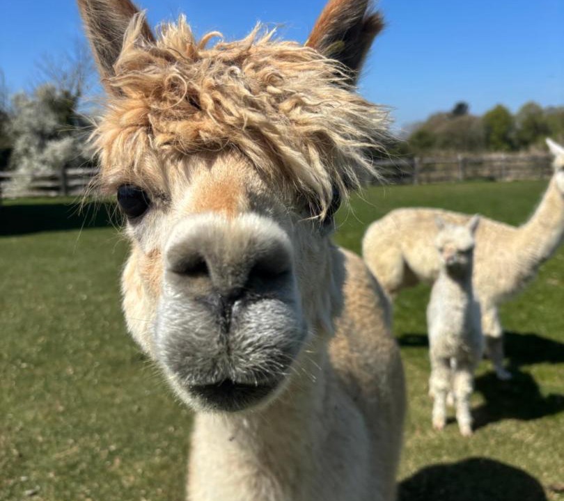 Photo of Others in Ford