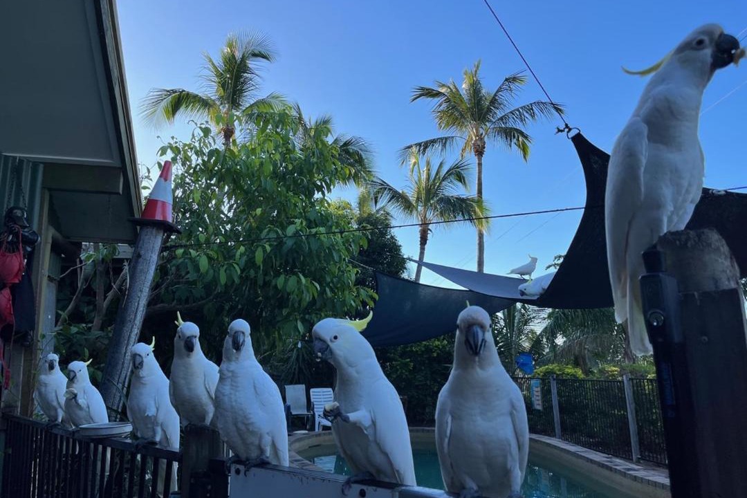 Photo of Others in Airlie Beach