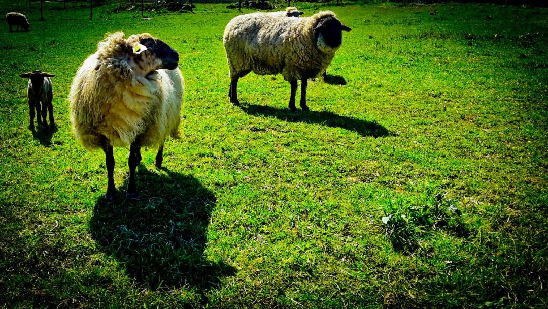 Photo of Others in Somo