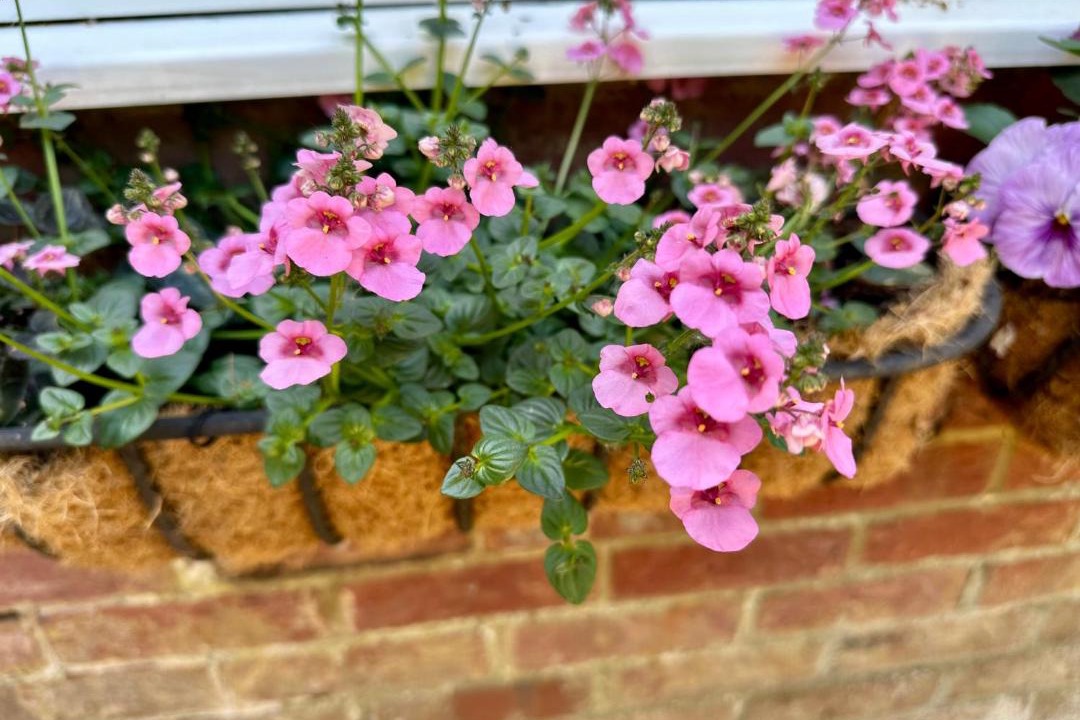 Photo of Others in Wimborne