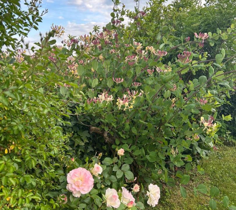 Photo of Outdoor in Sainte-Severe-sur-Indre