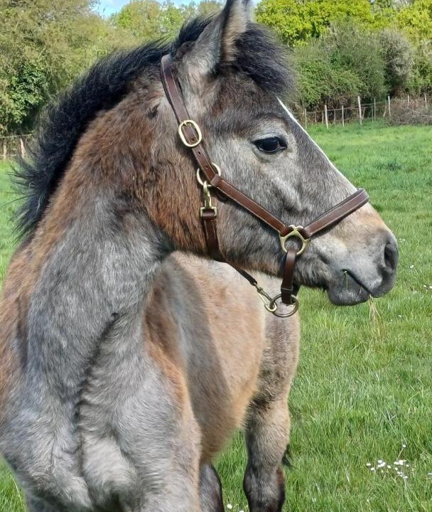 Photo of Others in Montreuil-le-Henri