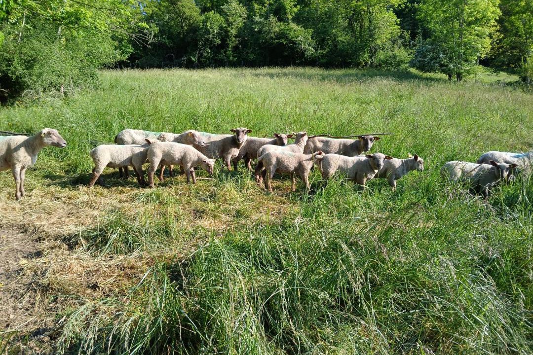 Photo of Others in Mont-Saint-Jean