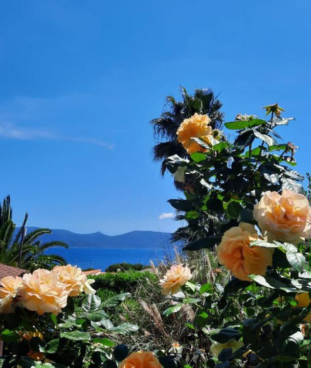 Photo of Others in Porto Pollo