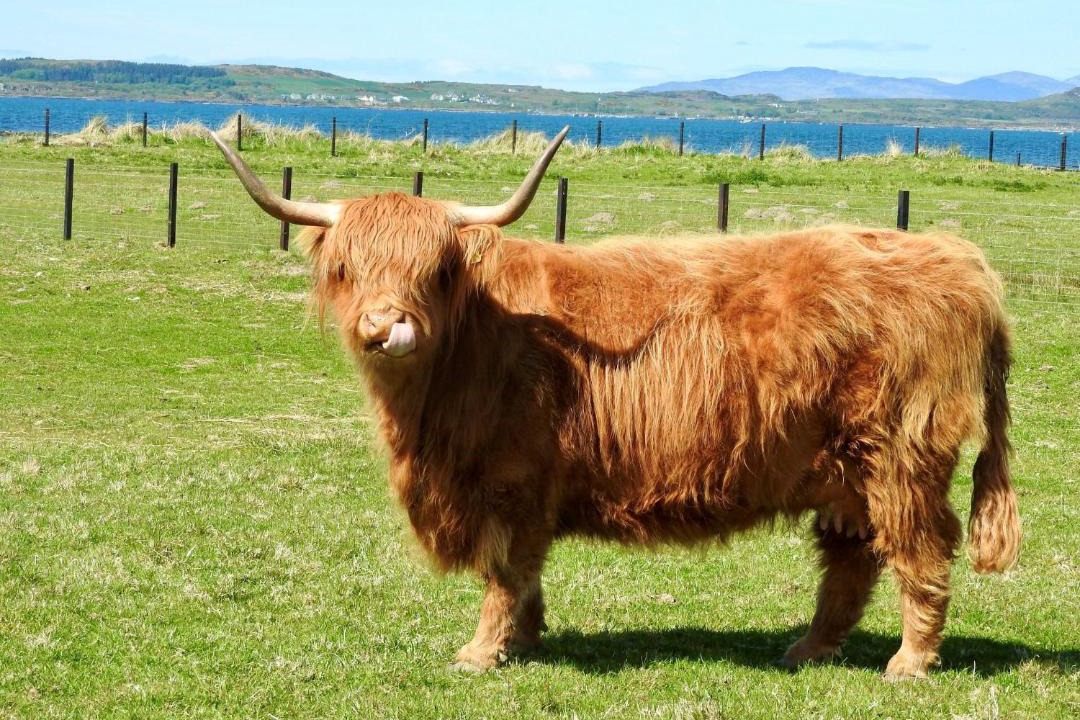 Photo of Others in Gigha