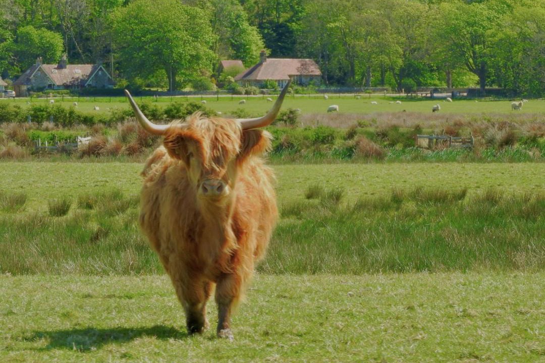 Photo of Others in Gigha