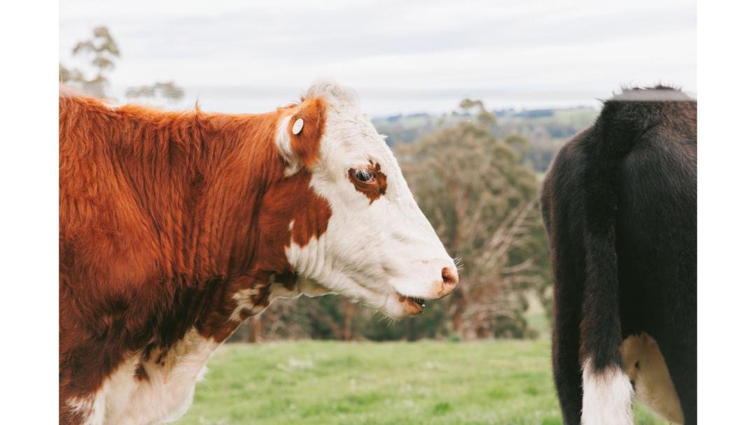 Photo of Others in Neerim South