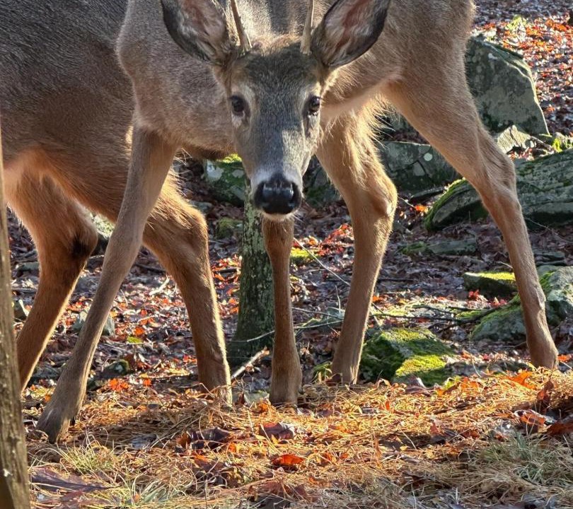 Photo of Others in Lackawaxen
