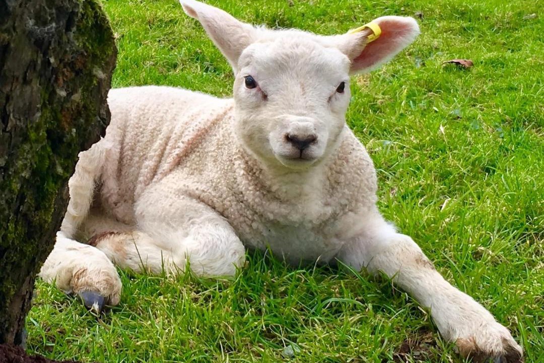 Photo of Others in Bodenham