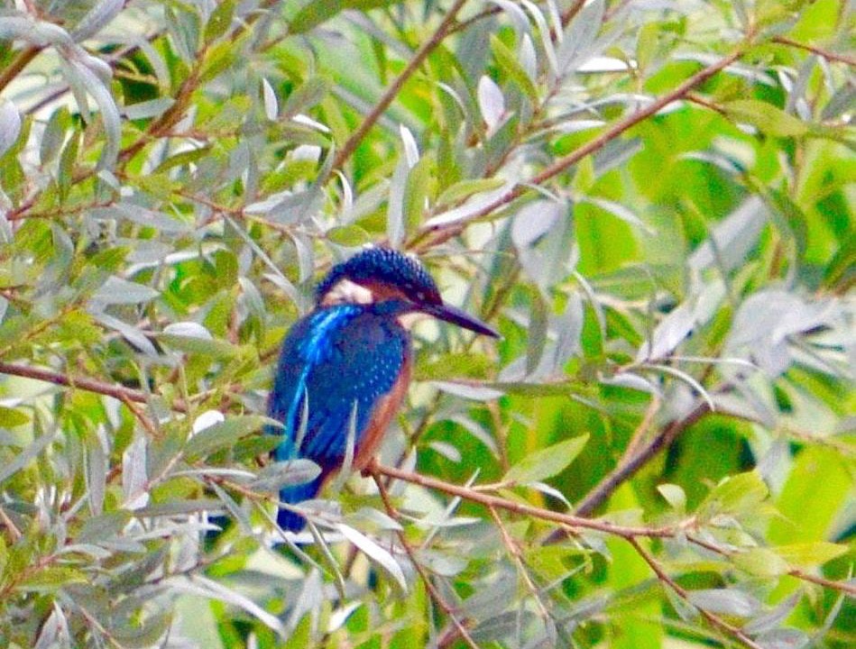 Photo of Others in Bodenham