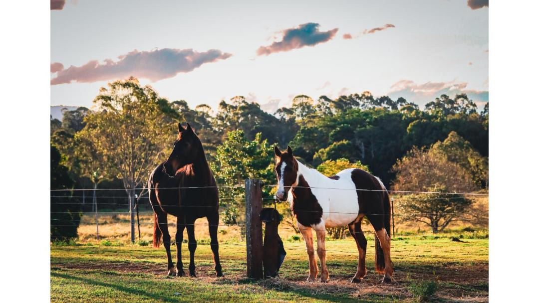 Photo of Others in Myocum