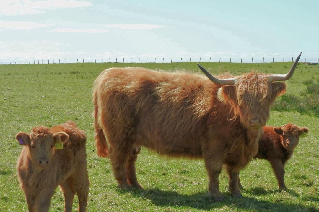 Photo of Others in Gigha