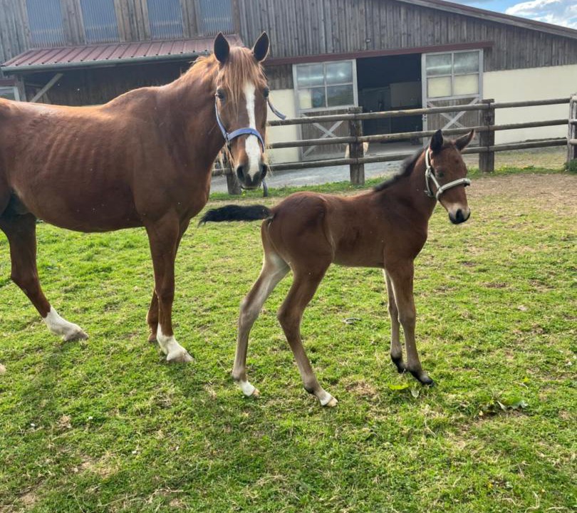 Photo of Others in Hotot-en-Auge