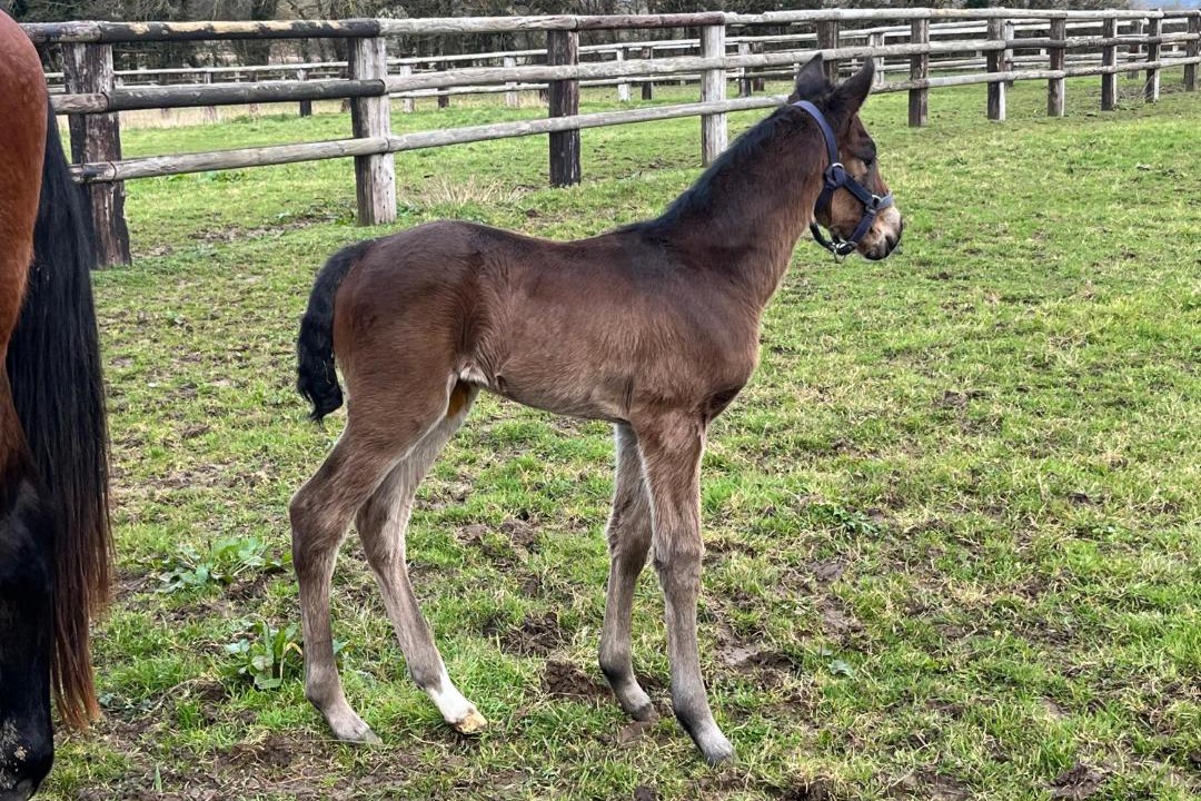 Photo of Others in Hotot-en-Auge