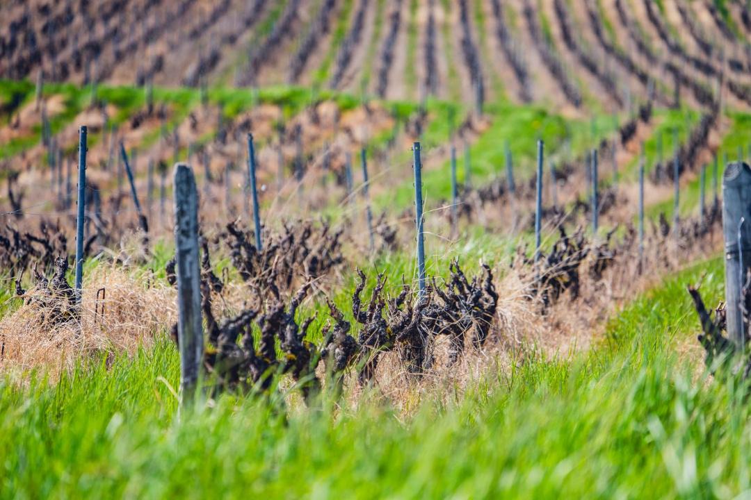 Photo of Others in Rivolet