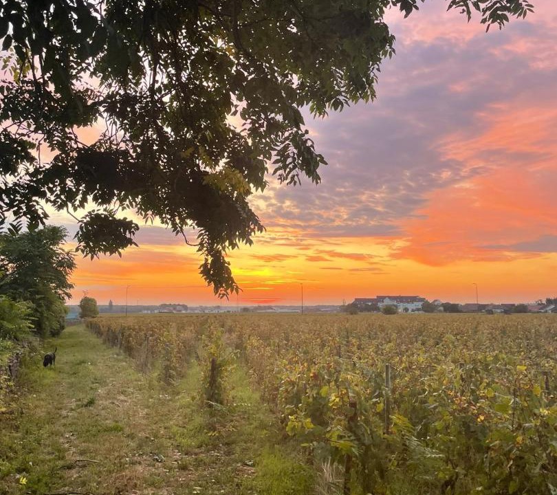 Photo of Others in Gevrey-Chambertin