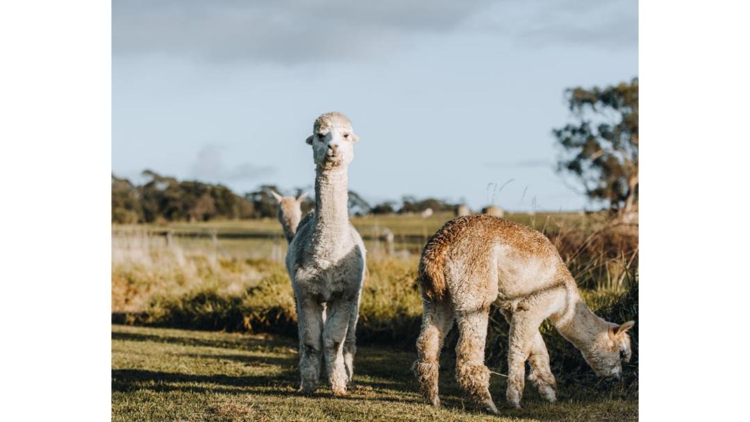 Photo of Others in Alberton West