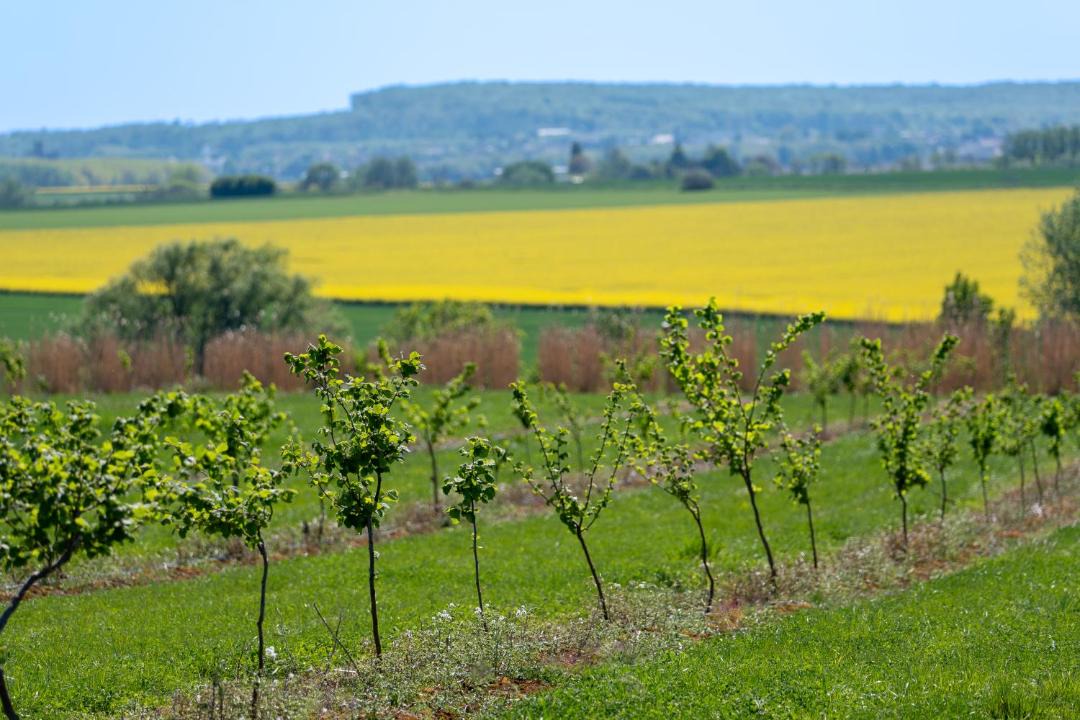 Photo of Others in Bregy