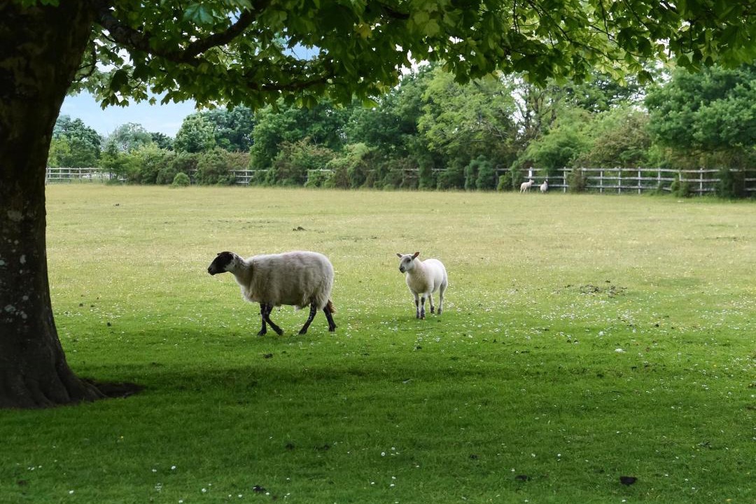 Photo of Others in Mary Tavy