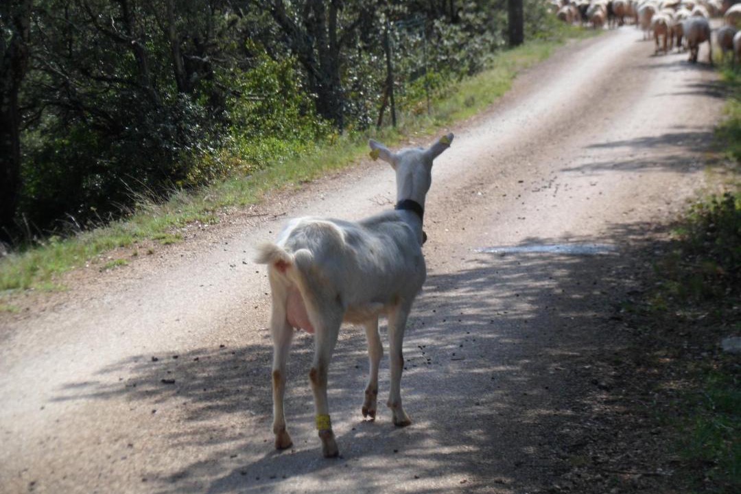 Photo of Others in Lussan