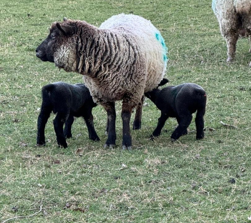 Photo of Others in Ewhurst