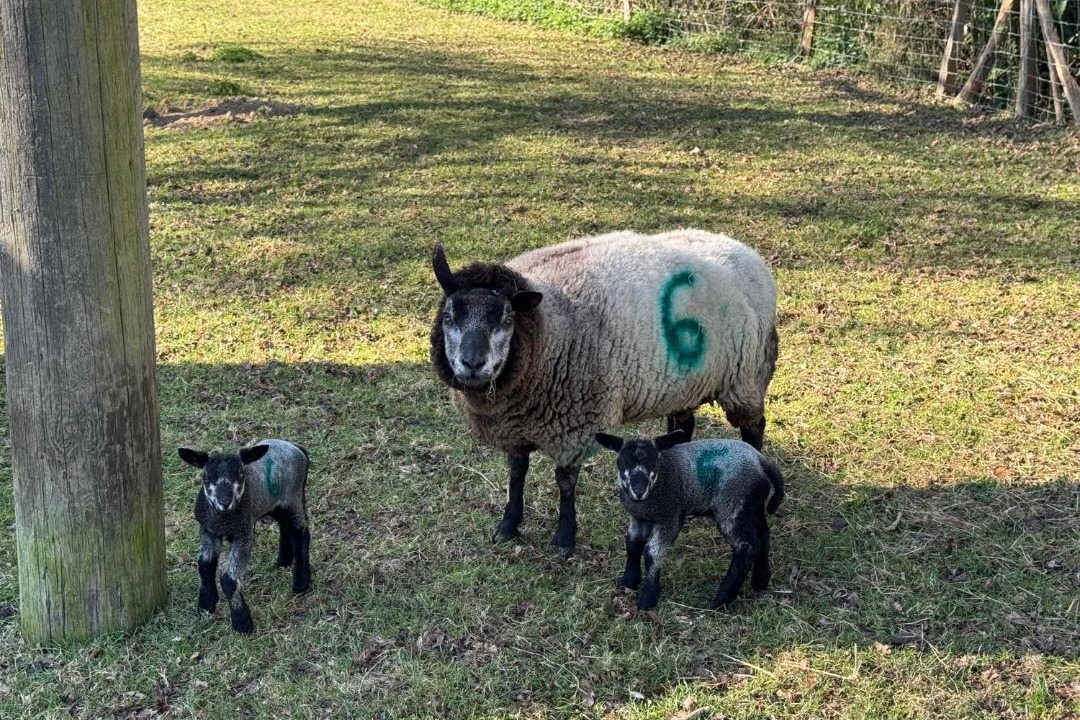 Photo of Outdoor in Ewhurst