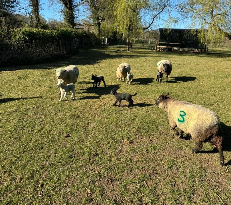 Photo of Outdoor in Ewhurst