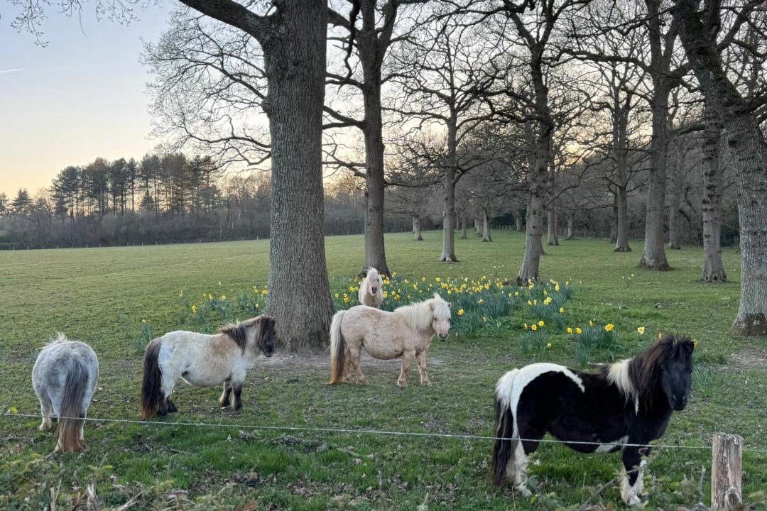 Photo of Others in Ewhurst